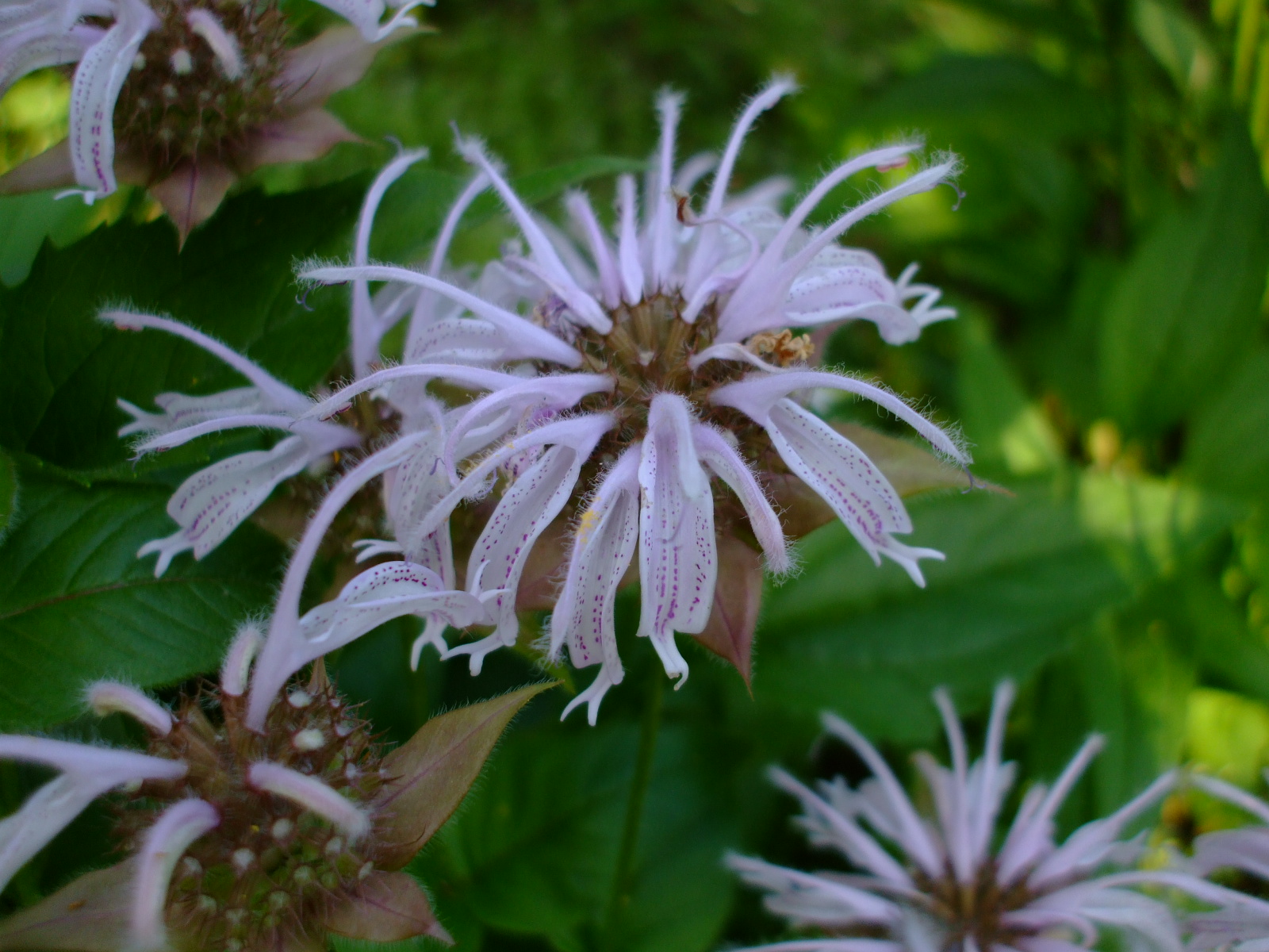 Monarda bradburiana